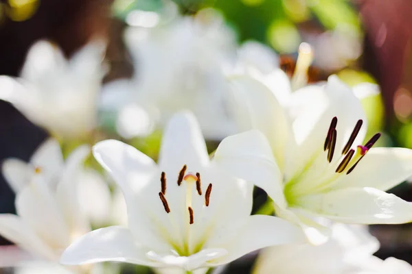 Fehér Liliomok Természetes Háttér Virágzás Fehér Liliomok Kertben — Stock Fotó
