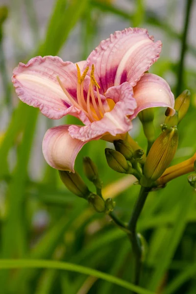 Blühende Taglilien Garten Blühende Hemerocallis Sommergarten Schöne Blüten Von Taglilien — Stockfoto