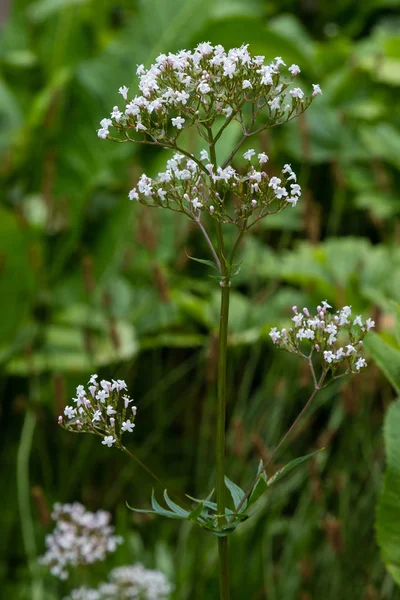 Valeriana Officinalis Zahradě Květiny Valeriany Officinalis Pěstování Léčivých Rostlin Zahradě — Stock fotografie