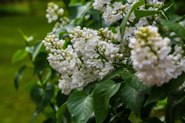 Blühender Flieder Syringa Garten Schöne Lila Lila Blüten Auf Natürlichem — Stockfoto