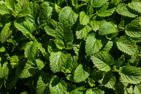 メリッサの葉の緑の背景 庭の薬用植物 緑の自然の背景 — ストック写真