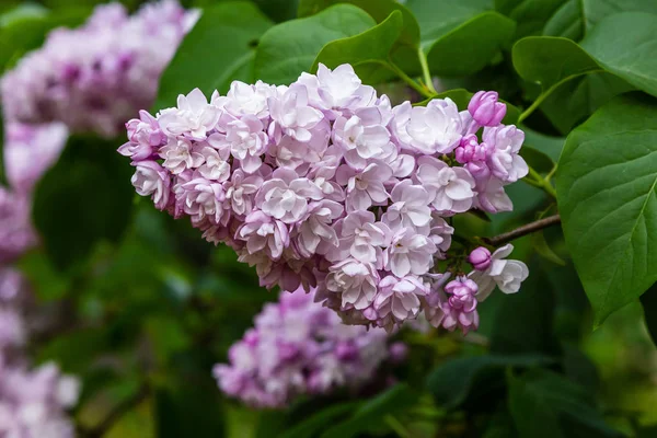Bloeiende Lila Syringa Tuin Mooie Paarse Lila Bloemen Natuurlijke Achtergrond — Stockfoto