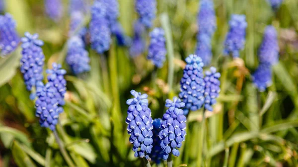 Muscari Flowers Muscari Armeniacum Grape Hyacinths Spring Flowers Blooming April — Stock Photo, Image