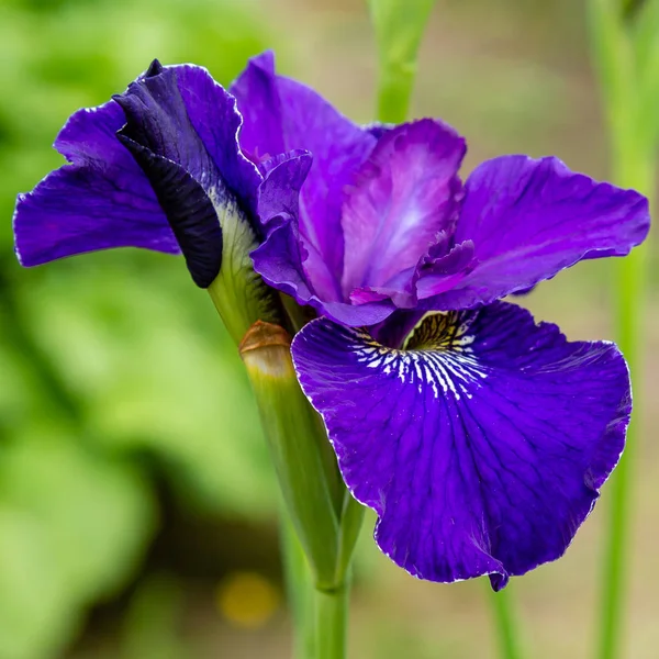 Flores Iris Siberianas Iris Sibirica Sobre Fondo Verde Jardín — Foto de Stock