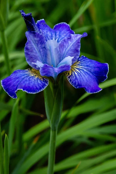 Syberyjskie Kwiaty Tęczówki Iris Sibirica Zielonym Tle Ogrodzie — Zdjęcie stockowe