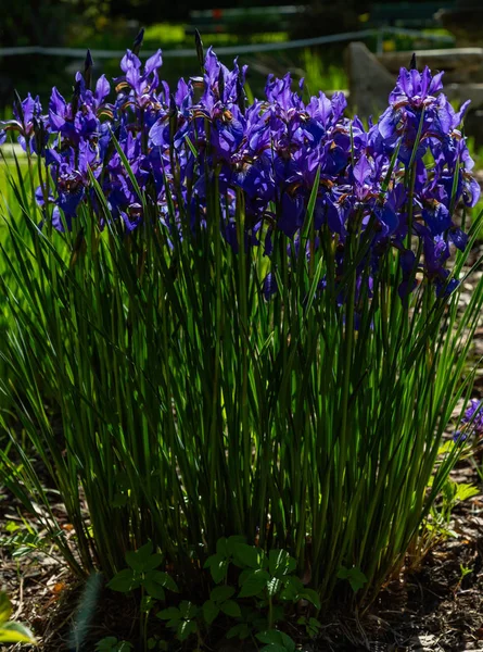 Xiphium Nel Giardino Estivo Xiphium Pianta Bulbosa Perenne — Foto Stock