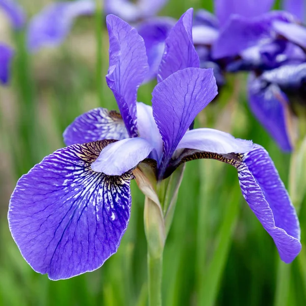 Syberyjskie Kwiaty Tęczówki Iris Sibirica Zielonym Tle Ogrodzie — Zdjęcie stockowe
