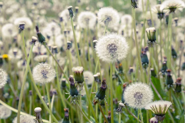 Natur Hintergrund Mit Löwenzahn — Stockfoto