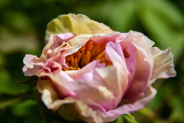 Pivoines Fleuries Dans Jardin — Photo