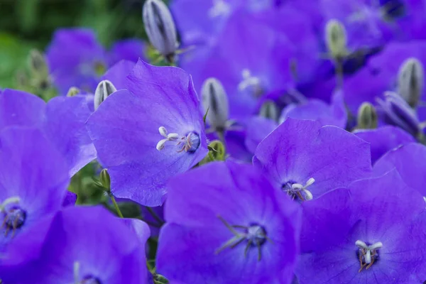Campanula Patula Oder Glockenblume Ist Eine Pflanzenart Der Gattung Campanula — Stockfoto