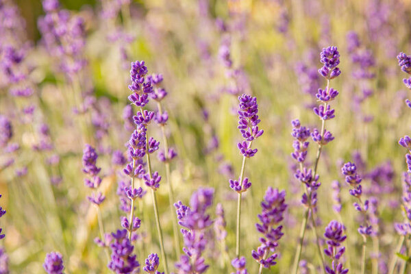 Летний вид с цветками лаванды
