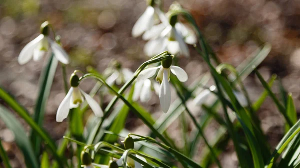 Gotas Nieve Flores Comunes Galanthus Nivalis Jardín — Foto de Stock