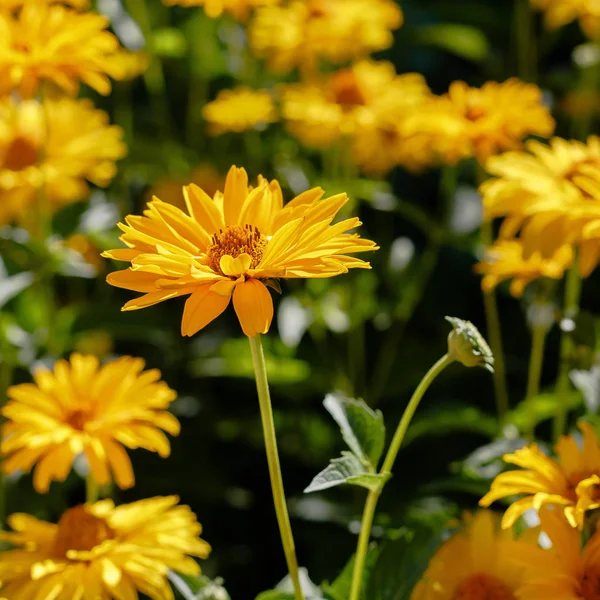 Margaridas Amarelas Canteiro Flores Gênero Plantas Herbáceas Anuais Perenes Heliopsis — Fotografia de Stock