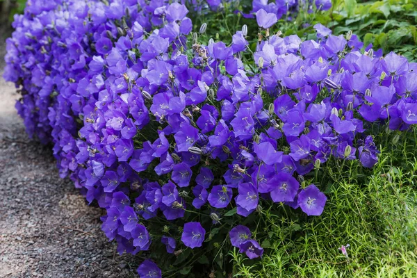 Campanula Patula Est Une Espèce Plante Genre Campanula Cette Délicate — Photo