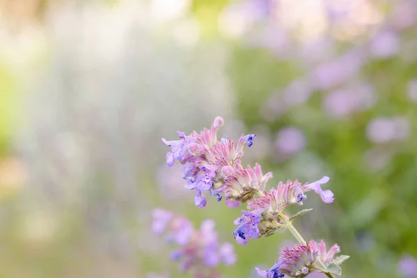 Bloemen Van Nepeta Nepeta Cataria Natuurlijke Achtergrond — Stockfoto