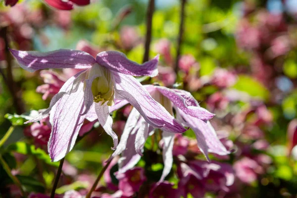 春の庭のクレマチス マクロペタラ 庭のクレマチスの花 — ストック写真