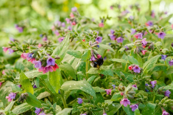 Pulmonaria Lungwort Spring Garden Bumblebee Flowers Lungwort Floral Spring Background — Stock Photo, Image