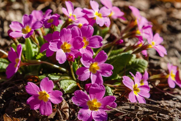 Blommande Primula Blommor Vår Trädgård — Stockfoto