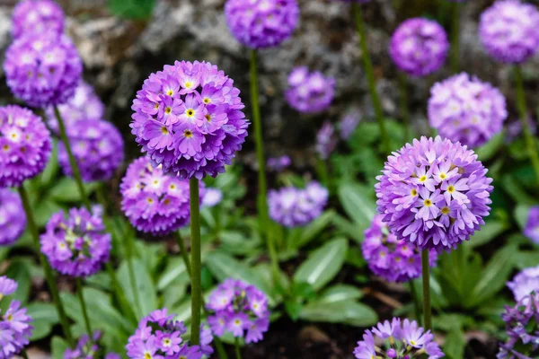 Alp tepesinde primula denticulata. Bahar bahçesinde çuha çiçeği. 