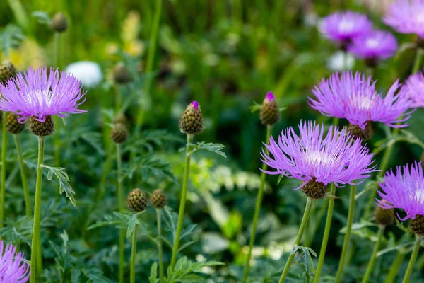 정원의 센타우레아 청색지 라일락 옥수수 Scabiosa 센타우레아 Scabiosa 잔디밭에 — 스톡 사진