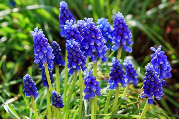 Muscari çiçekleri, Muscari armeniacum, Üzüm Sümbüller bahar çiçekleri nisan ve mayıs aylarında çiçek. Mavi çiçekli Muscari armeniacum bitkisi