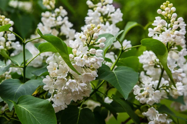 Цветущая Сирень Syringa Саду Красивые Фиолетовые Сиреневые Цветы Естественном Фоне — стоковое фото