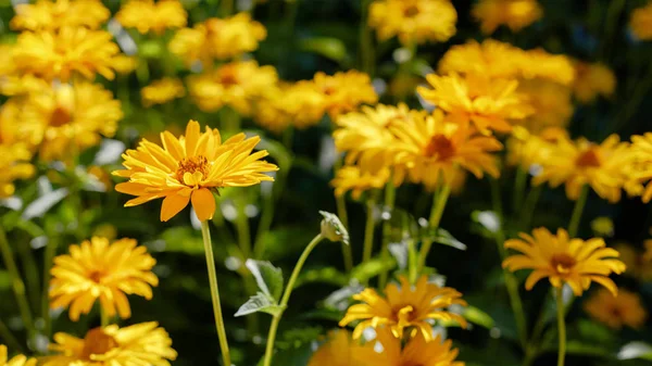 Margaritas Amarillas Macizo Flores Género Plantas Herbáceas Perennes Heliopsis Heliopsis — Foto de Stock