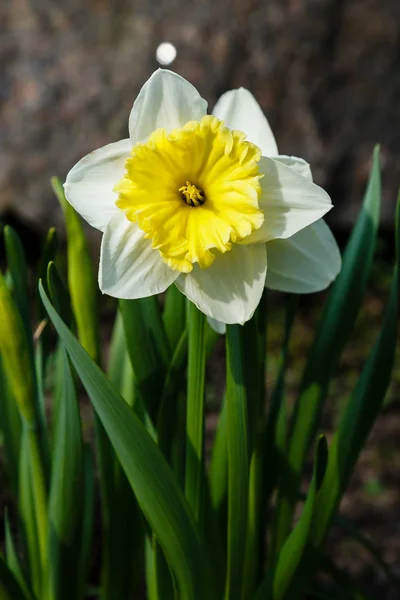 Цветы Нарцисса Narcissus Hyhech Весеннем Саду — стоковое фото