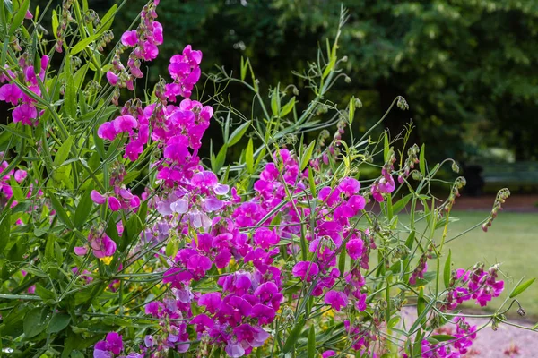 Yaz bahçesinde Lathyrus Çiçekleri