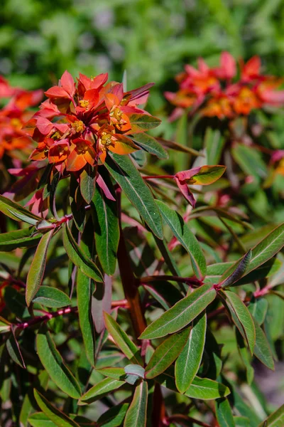 Euphorbia Griffithii Crochet Dans Jardin Printemps — Photo