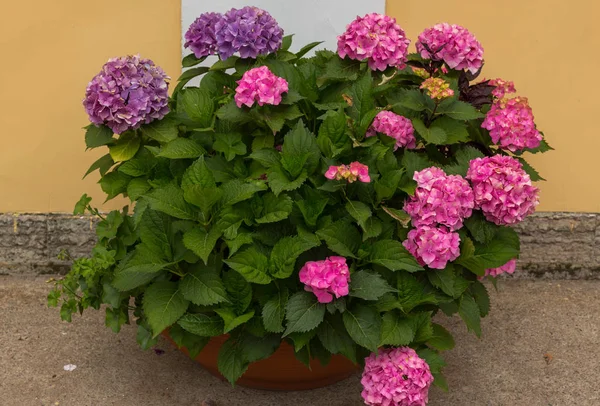 Hydrangea Blooms Hydrangea Bush Ornamental Plants Containers — Stock Photo, Image