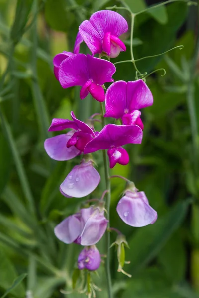 Flowers Lathyrus Summer Garden — Stock Photo, Image