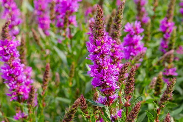 Paarse Bloemen Van Lythrum Salicaria Een Natuurlijke Achtergrond — Stockfoto