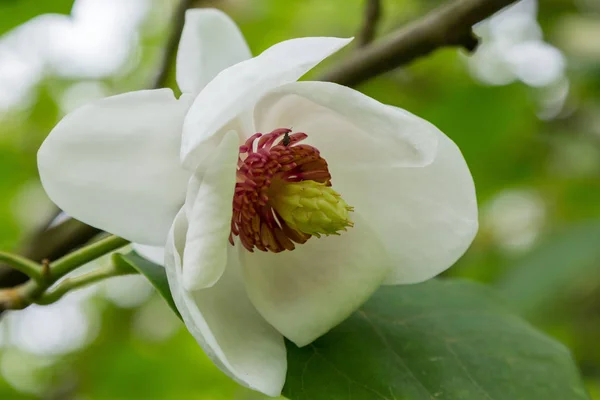 Flower Magnolia Garden Exotic Plants Garden — Stock Photo, Image