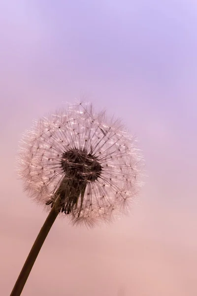 Bakgrund Med Maskros Taraxacum Blåsboll — Stockfoto