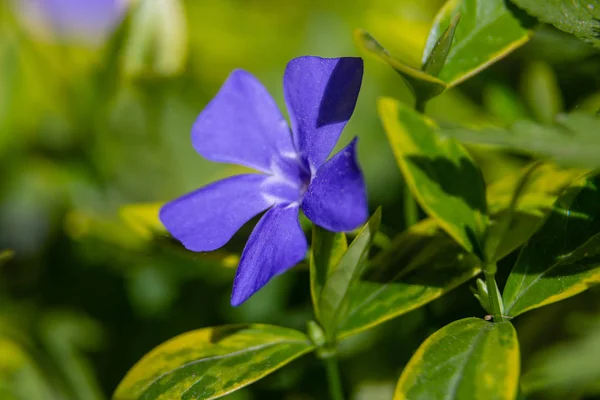 紫色的紫蓝色花的围裙 文卡小 在春天的花园 Vinca 矮小围裙 小围裙 常见的围裙 默特尔 蠕变的美尔特尔 — 图库照片