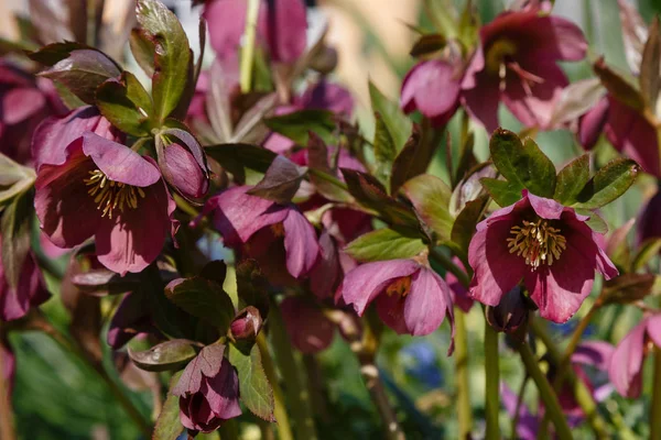 Lenten Rose Helleborus Caucasicus Garden Helleborus Abchasicus Braun Spring Garden — Stock Photo, Image