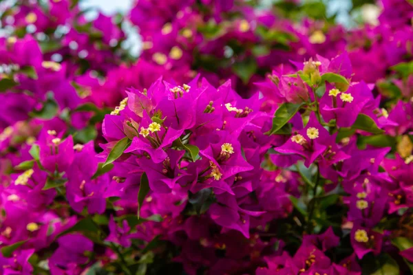 Bougainvillea Florescente Flores Buganvília Roxas — Fotografia de Stock