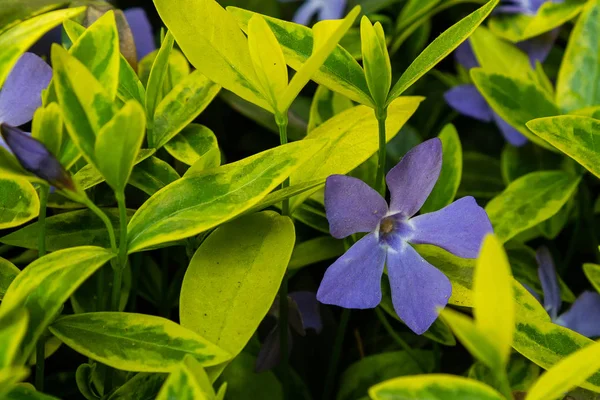 Purple Blue Flowers Periwinkle Vinca Minor Spring Garden Vinca Minor — Stock Photo, Image