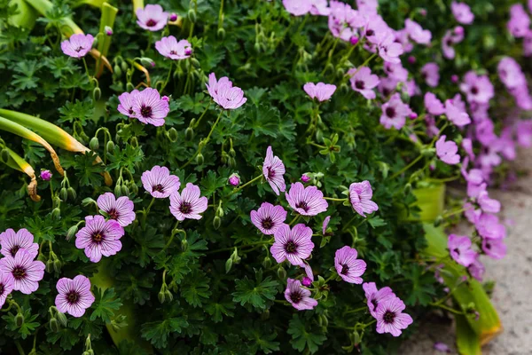 Pratense Géranium Dans Jardin — Photo