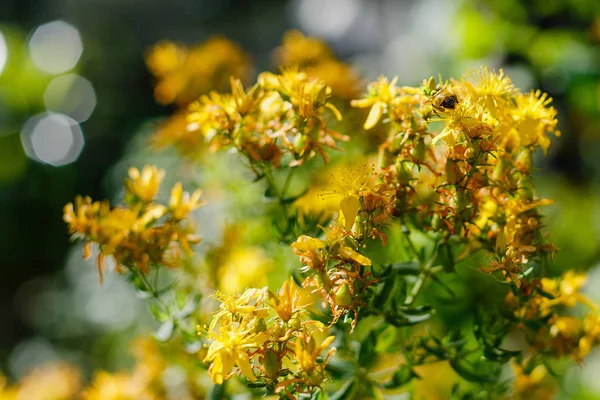 Bumblebee Fiori Gialli Erba San Giovanni Hypericum Perforatum Noto Anche — Foto Stock