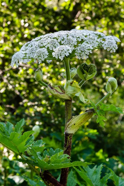 Heracleum Sosnowskyi Apoisonous Plant Commonly Known Giant Hogweed Cartwheel Flower — Stock Photo, Image