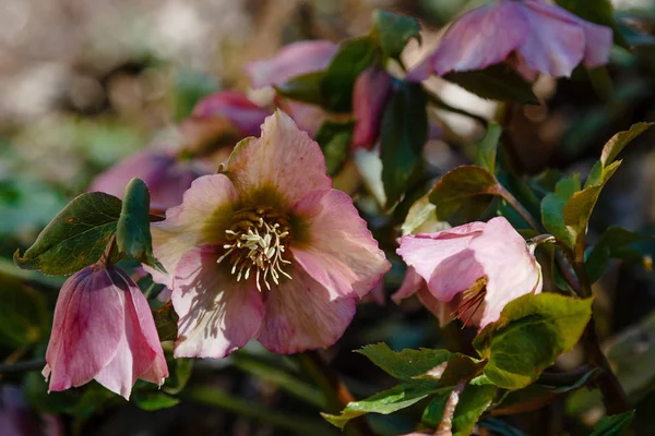 Hellebore Blommar Trädgården — Stockfoto