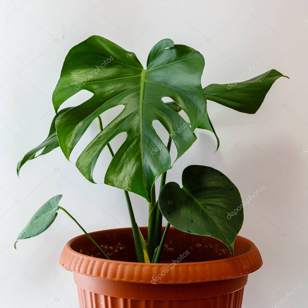 Green leaves of monstera - a popular tropical plant