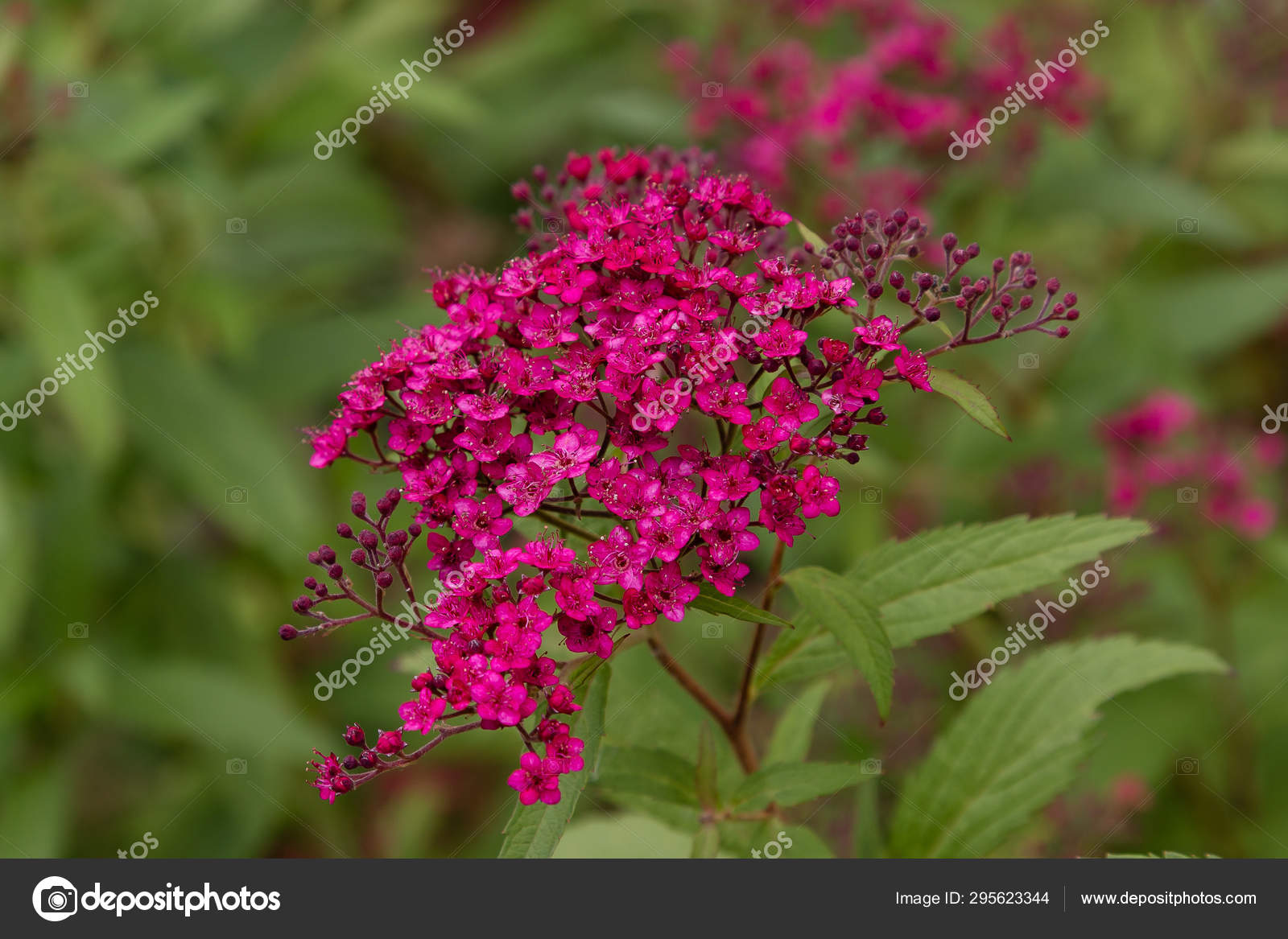 Bumblebee Colors Japanese Spirea Purple Flowers Japanese Spirea Ornamental Shrubs Stock Photo By C Ovju Yandex Ru