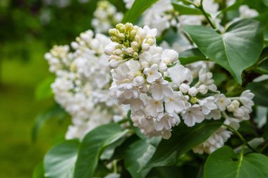Bahçede çiçek açan leylak (Syringa). Doğal arka planda güzel mor leylak çiçekleri