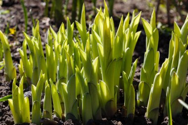 Yeşil çalı Hosta. Hosta gidiyor. Hosta - peyzaj park ve bahçe tasarımı için bir süs bitkisi 
