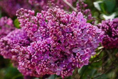 Park veya bahçe nin arka planında leylak dalları. Çiçek açan leylak bahar dalları