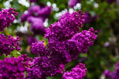 Bahçede çiçek açan leylak (Syringa). Doğal arka planda güzel mor leylak çiçekleri