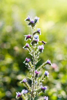 Engerek'in bugloss ve blueweed olarak bilinen bir tarla bitkiEchium vulgare nektar toplama hodan giller familyasından Boraginaceae familyasından bir çiçekli bitki türüdür. Güzel yabani çiçekler manzara. 